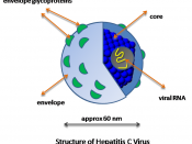 English: Simplified diagram of the structure of Hepatitis C virus