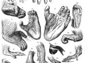 Feet of primates
