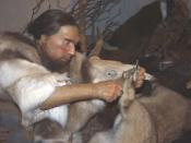 Deutsch: Rekonstruierter Neandertaler im Neanderthal-Museum