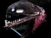 English: This deep-sea fish, Photostomias guernei, has a built-in bioluminescent 