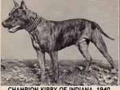 English: KIRBY OF INDIANA WAS ONE OF THE EARLIEST AKC CHAMPION AMERICAN STAFFORDSHIRE TERRIER. THE BREED WAS RECOGNIZED BY THE AKC IN 1936. KIRBY OF INDIANA IS AN EXAMPLE OF AN EARLY AMSTAFF CHAMPION.