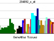 English: Gene expression pattern of the EEF1A1 gene.