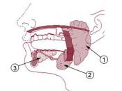 Gleeking involves the mouth, tongue, and submandibular gland (#2 in diagram)