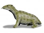 Desmostylus hesperus, a desmostylian amphibious mammal from the Miocene of North America and Eastern Asia