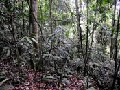 English: jungle near Bukit Lawang