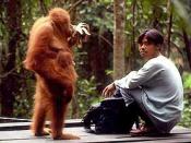 Orang utan and man at Bukit Lawang, Sumatra, Indonesia