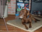English: Picture of aging Chocolate Labrador