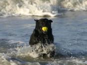 Labradors love to swim. Here in the Northsea.