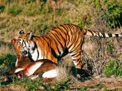 English: A South China Tiger with kill.