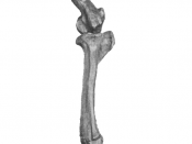 English: Main bones of Tyrannosaurus Rex leg and foot