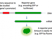 A diagram of a how a reporter gene is used to study a regulatory sequence.
