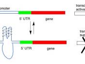 Model for G-quadruplex mediated gene regulation