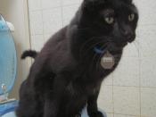 Panther, a toilet-using cat, photographed in San Francisco on 22 August 2005. He is ten years old and has been using the toilet since the age of six months.
