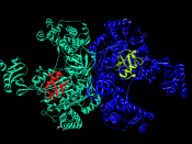 Ubiquitin-activating enzyme bound to the ubiquitin substrate