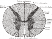 Cross-section through the spinal cord at the mid-thoracic level.