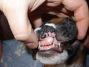 Cleft lip with associated malformation of the premaxilla in a six week old Boxer.