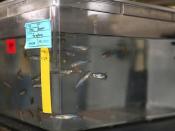 Zebrafish in Research Lab for Animal Testing
