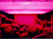 LED panel light source used in an experiment on plant growth by NASA. Pictured plant is a potato plant.