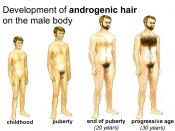 Development of androgenic hair (body hair) on the male body due to puberty