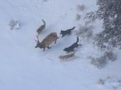 English: Wolves chasing an elk