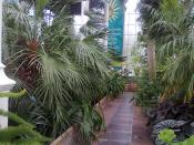 English: Interior of the Palm House at Edinburgh Royal Botanic Garden, Edinburgh.