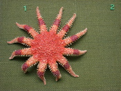Crossaster papposus in the Oslo Zoological Museum (Naturhistorisk Museum), Oslo, Norway.