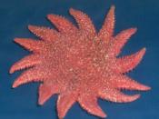 English: Crossaster papposus, the common sunstar, belonging to the family Solasteridae