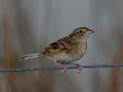 Grassland Sparrow, Ammodramus humeralis
