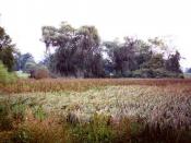 A restored grassland ecosystem at Morton Arboretum in Illinois.
