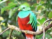 English: Resplendent Quetzal (Male)