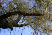 split willow branch