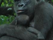 English: Western Lowland Gorilla (Gorilla gorilla gorilla), with young. Bronx Zoo, New York City.