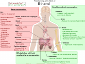 English: Most significant possible long-term effects of ethanol. Sources are found in main article: Wikipedia:Long-term effects of alcohol. Model: Mikael Häggström. To discuss image, please see Template_talk:Häggström diagrams