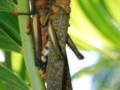 English: Mating Grasshoppers, Uvita, Costa Rica