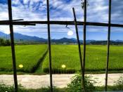 Damyang-Rice paddy field