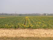 English: Field of daffodils. They are growing daffodils here