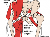 English: Anterior Hip Muscles