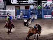 English: Saddle bronc riding; in rough stock events, the animal usually 