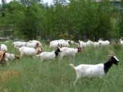 Goats used for natural weed control