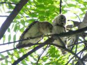 A pair of spotted owlet