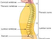The lumbar region in regards to the rest of the spine.