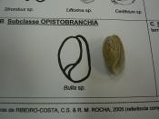 Mollusca - Opisthobranchia