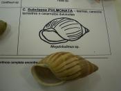 Mollusca - Pulmonata