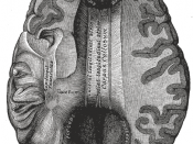 List of images in Gray's Anatomy: IX. Neurology