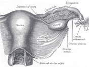 Uterus and right broad ligament,, seen from behind.