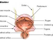 English: Anatomy of Urinary bladder