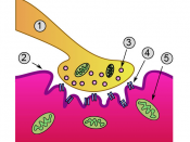 Detailed view of a neuromuscular junction: 1. Presynaptic terminal 2. Sarcolemma 3. Synaptic vesicle 4. Nicotinic acetylcholine receptor 5. Mitochondrion