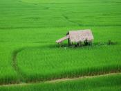 English: Rice fields and a small hut providing shade for the workers just outside the town of Nan, Thailand