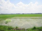 A vast paddy field in San Leonardo, Nueva Ecija, Philippines.