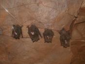 Bats with temperature-sensitive radio transmitters, Shindle Iron Mine, Pennsylvania